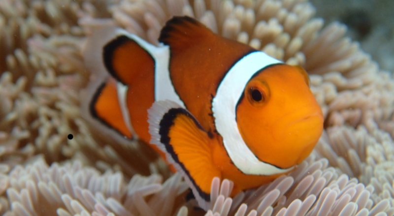 �{�f�B�p�w���j�L�r�΍�Z�b�g�I�y�V�A�N���b�\�[�v�{�Q���{�~�X�g�X�v���[�z 
���T�C�g